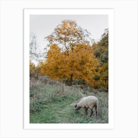 Sheep Grazing Art Print