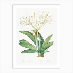 Pancratium Speciosum Illustration From Les Liliacées, Pierre Joseph Redouté Art Print