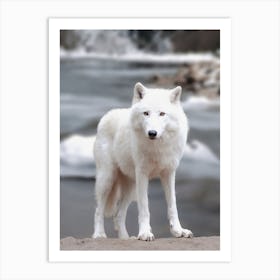 White Winter Wolf Art Print