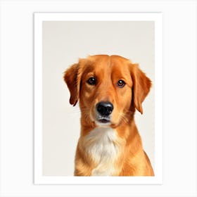 Nova Scotia Duck Tolling Retriever Illustration Dog Art Print