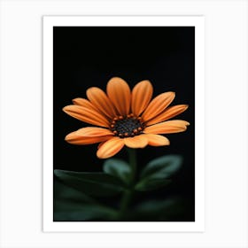 Orange Flower 21 Art Print