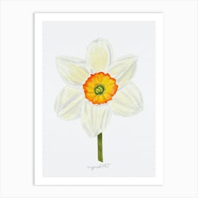 Daffodil 5 Art Print