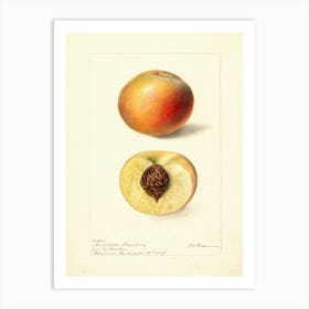 Peaches 2 Art Print