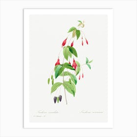 Fuchsia, Pierre Joseph Redoute Art Print