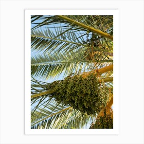 Green fruits and leaves of a date palm Art Print