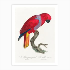 The Eclectus Parrot, Male From Natural History Of Parrots, Francois Levaillant Art Print