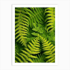 Pattern Poster Leatherleaf Fern 4 Art Print