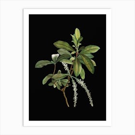 Vintage Swamp Titi Leaves Botanical Illustration on Solid Black Art Print