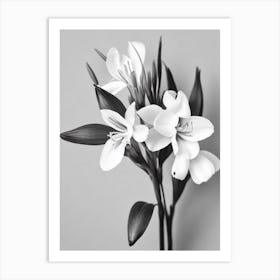 Freesia B&W Pencil 3 Flower Art Print