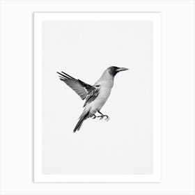 Crow B&W Pencil Drawing 1 Bird Art Print