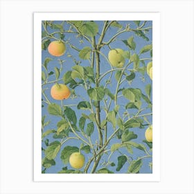 Quince 3 tree Vintage Botanical Art Print