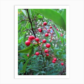 Red Berries 2 Art Print