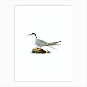 Vintage Common Tern Bird Illustration on Pure White n.0140 Art Print