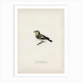 Pied Flycatcher, The Von Wright Brothers Art Print