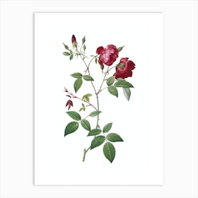 Vintage Velvet China Rose Botanical Illustration on Pure White n.0847 Art Print