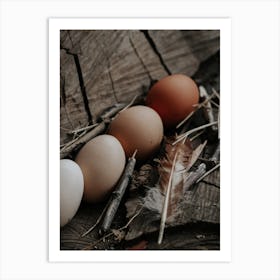 Eggs And Feathers Art Print