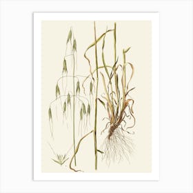 Oats flowers 1 Art Print