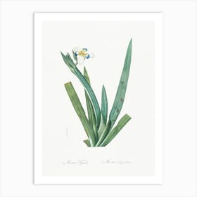 Moraea Vaginata, Pierre Joseph Redoute Art Print