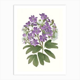 Creeping Phlox Wildflower Vintage Botanical Art Print