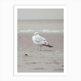 Seagull On The Beach Art Print