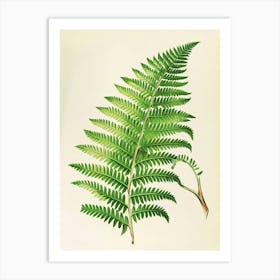 Vintage Illustration Harts Tongue Fern 1 Art Print