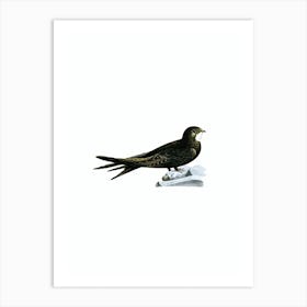 Vintage Common Swift Bird Illustration on Pure White n.0209 Art Print