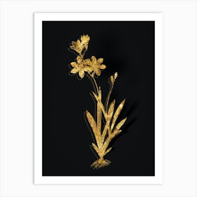 Vintage Ixia Grandiflora Botanical in Gold on Black n.0463 Art Print