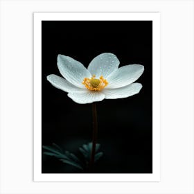 White Anemone Flower 9 Art Print