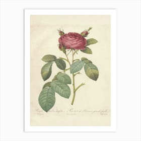 Rose Illustration, Pierre Joseph Redoute (26) Art Print