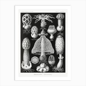 Basimycetes–Schwammpilze, Ernst Haeckel Art Print