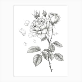 Rose With Petals Line Drawing 2 Art Print