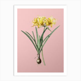 Vintage Golden Hurricane Lily Botanical on Soft Pink n.0844 Art Print