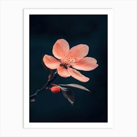 Cherry Blossom 1 Art Print