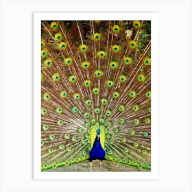 Peacock Displaying Feathers 1 Art Print