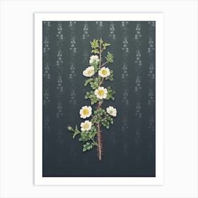Vintage Scotch Rose Bloom Botanical on Slate Gray Pattern n.1246 Art Print