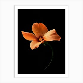 Orange Flower On Black Background 6 Art Print