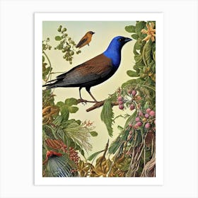 Cowbird Haeckel Style Vintage Illustration Bird Art Print