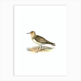 Vintage Sanderling Bird Illustration on Pure White Art Print