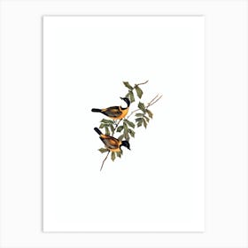 Vintage Mangrove Golden Whistler Bird Illustration on Pure White n.0156 Art Print