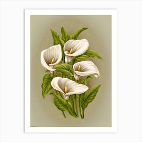 Calla Lily 1 Art Print