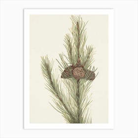 Pine Cones 3 Art Print