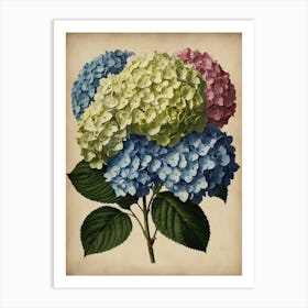 Hydrangeas Art Print