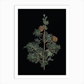 Vintage Mediterranean Cypress Botanical Illustration on Solid Black n.0235 Art Print