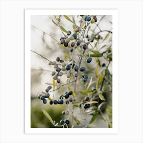 Olives On A Tree in Puglia, Italy | travel photography Art Print