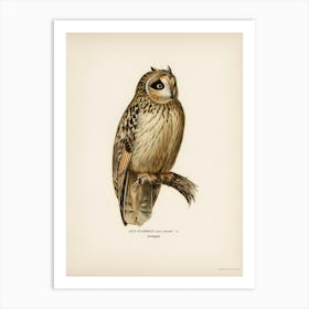 Short Eared Owl (Asio Flammeus), The Von Wright Brothers Art Print