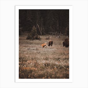 Playful Bison Calf Art Print