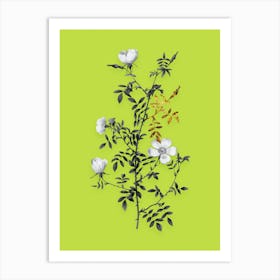 Vintage Hedge Rose Black and White Gold Leaf Floral Art on Chartreuse n.0554 Art Print