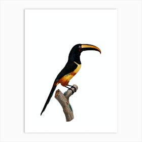 Vintage Old Red Belt Aracari Bird Illustration on Pure White Art Print