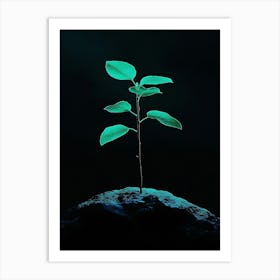 Tree On A Rock 1 Art Print