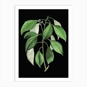 Vintage Camphor Tree Botanical Illustration on Solid Black n.0210 Art Print